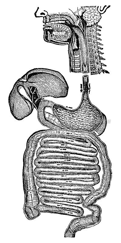 人体消化系统的医学插图- 19世纪